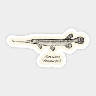 ESOX OSSEUS Sticker